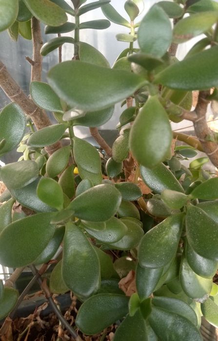 Фикус Бенджамина 1,5м