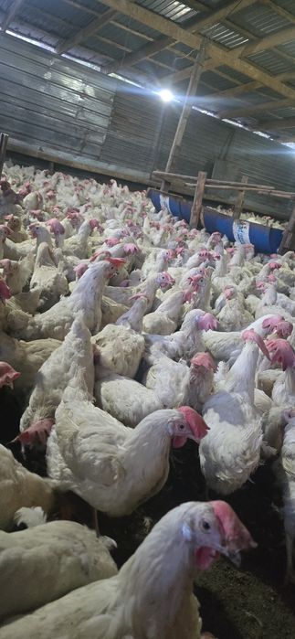 Куры несушки Легерн