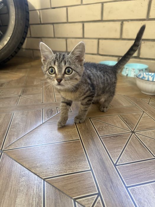 Отдам котенка мальчика