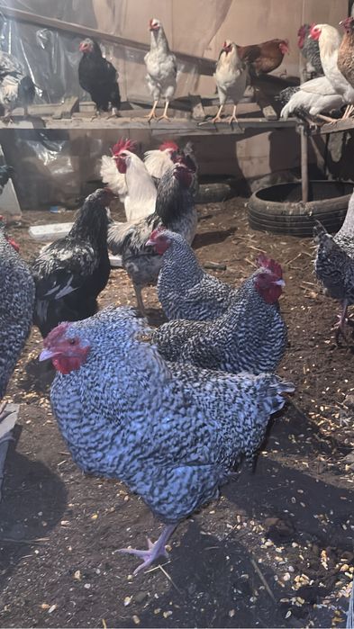 Қораз сатылады.