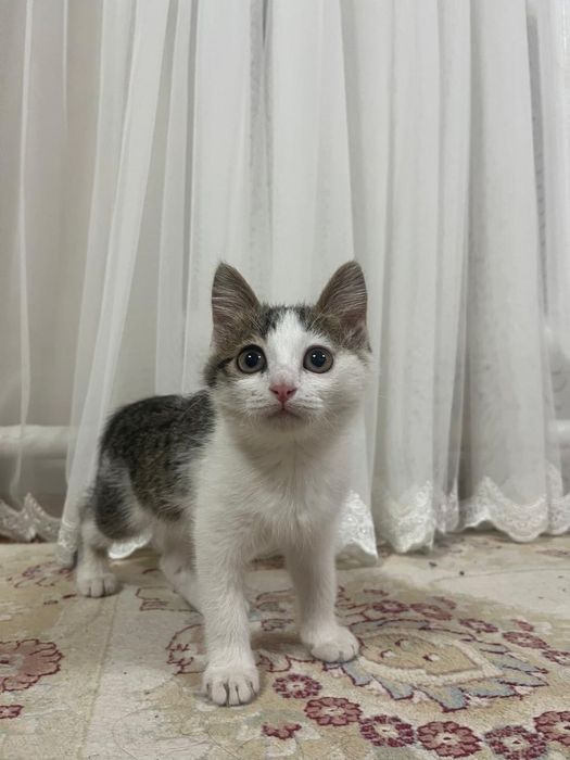 Котёнок в хорошие руки