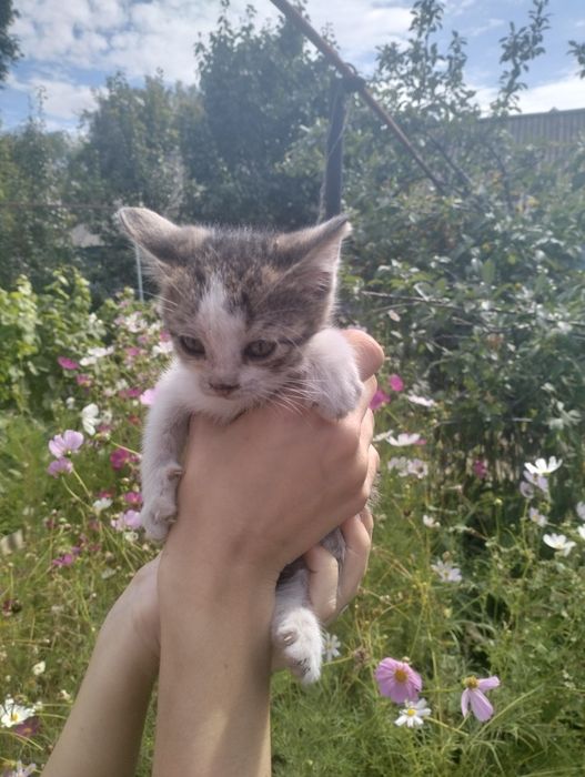 Отдам котят в хорошие руки
