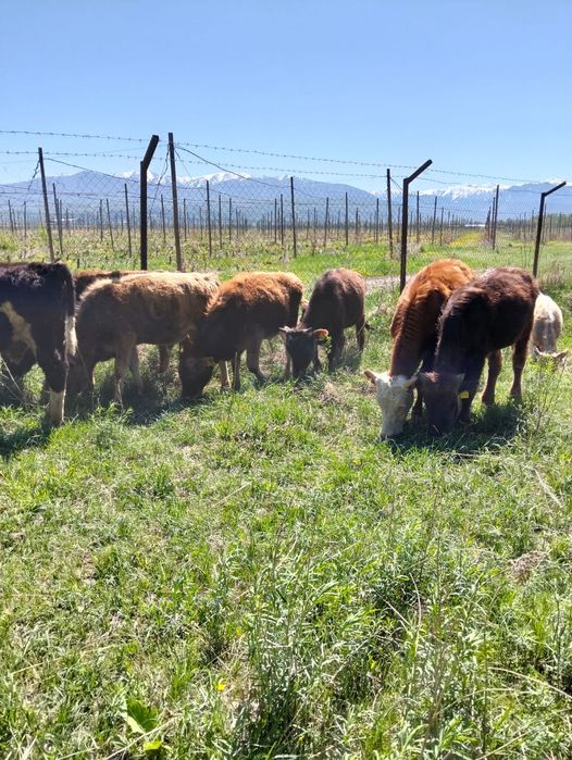 Продаются бычки .