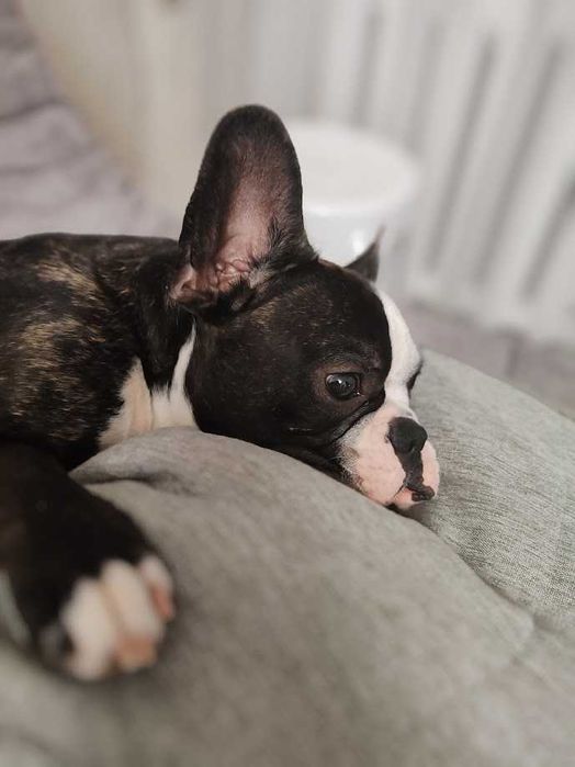 Вязка французского бульдога