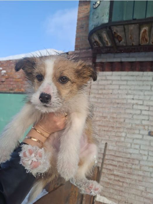 Отдам щенка 2,5 месяца