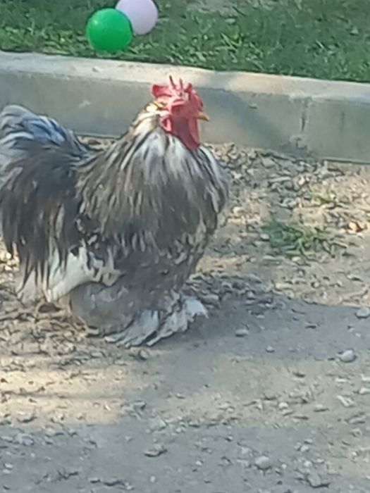 Vand un cocos  de chochina  pitici