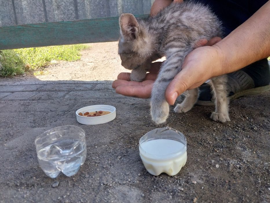 Котёнок в хорошие руки