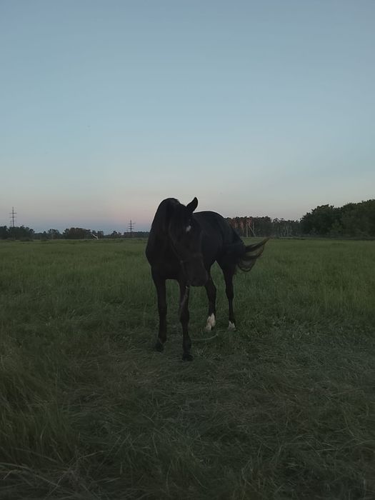 Продам кабылки 2 год 1 год