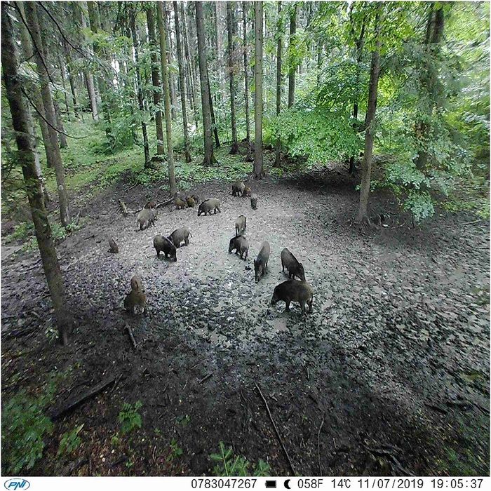 Cameră vânătoare EVOLVEO StrongVision GSM