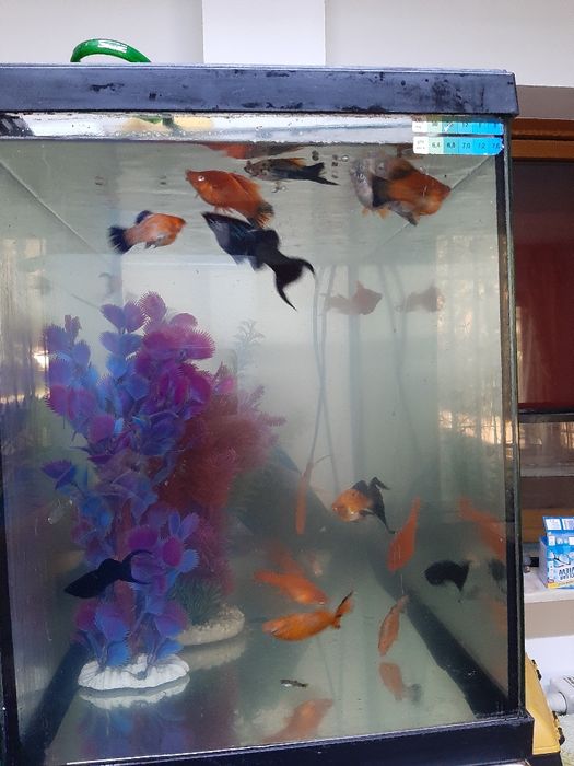 Vând diverse acvarii și pești de acvariu