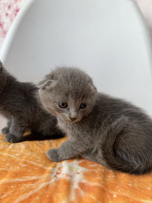 Котята шатландские продам