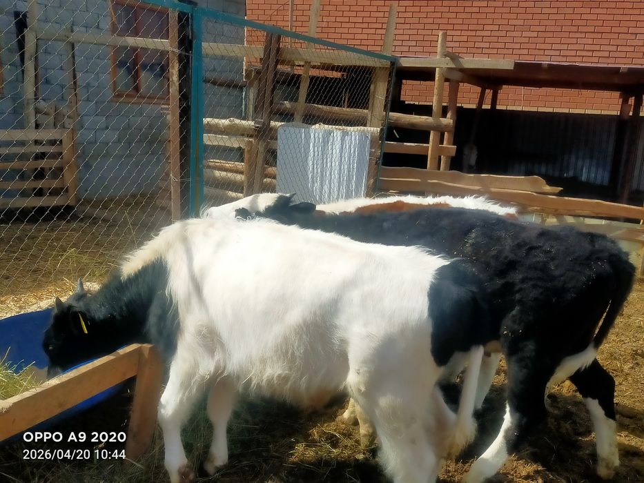 Баспактар сатылады