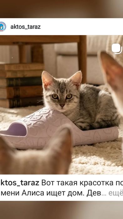 Котенок девочка в добрые руки