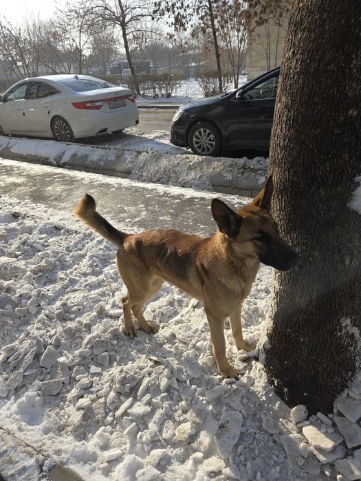 Продается собака