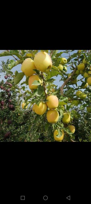 Мевали кучатлар оптим сотилади