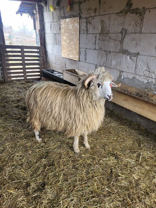 Berbecuț noatin turcan