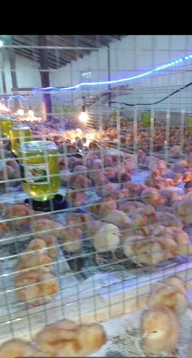 Несушка Ломан Браун тауык