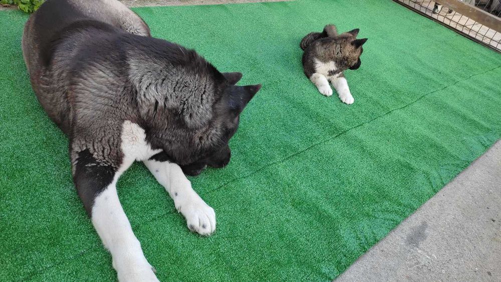 Американска акита