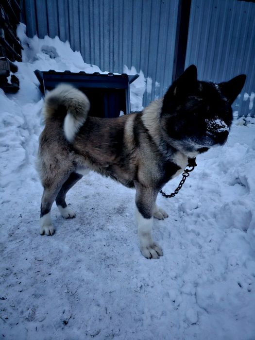 Вязка американская акита.