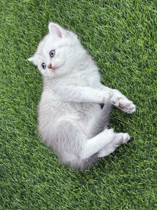 Scottish straight chinchilla original
