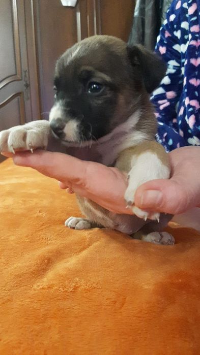 Выбор щенят очень большой в приюте