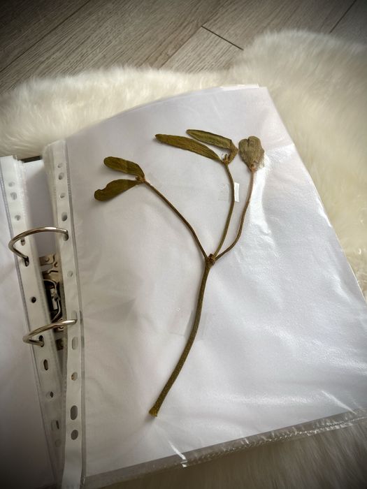 Ierbar plante medicinale