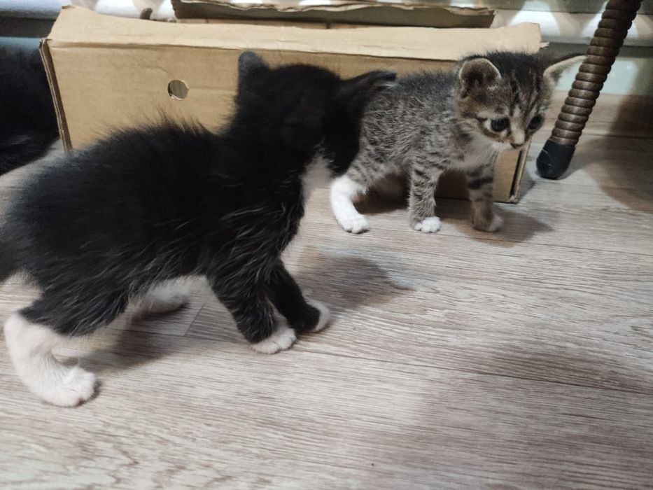 отдам котят даром