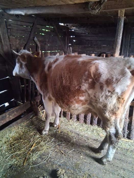 Vand baltata romaneasca