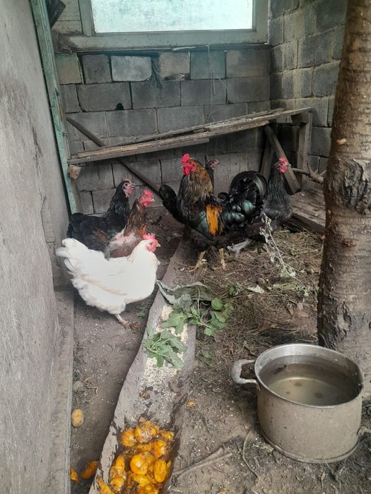 Продам петуха домашний