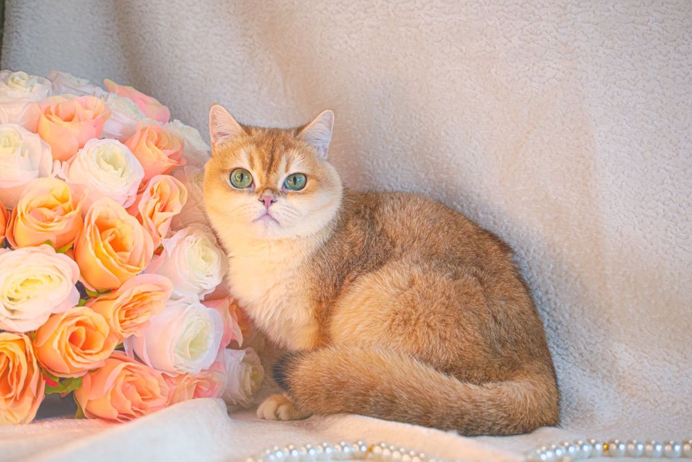 Британская золотая шиншилла. Sterilizatsiyalangan.