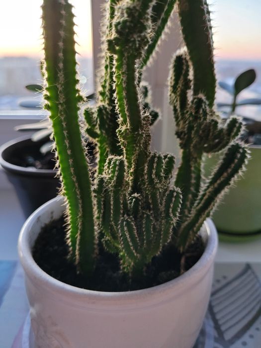 Самые лучшие цветы