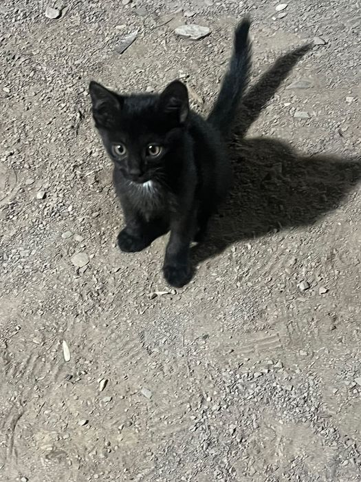 2малчика бесплотна