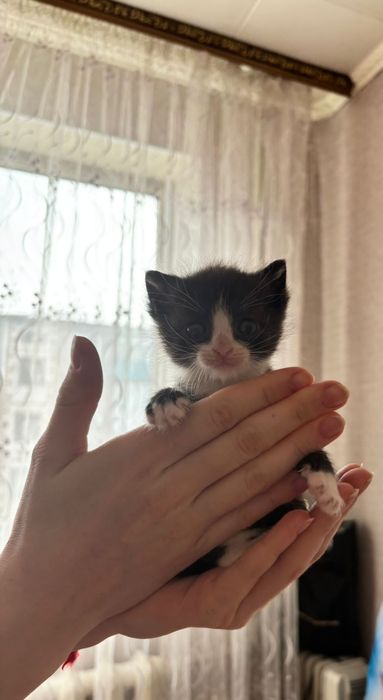 Котенок ищет любящую семью
