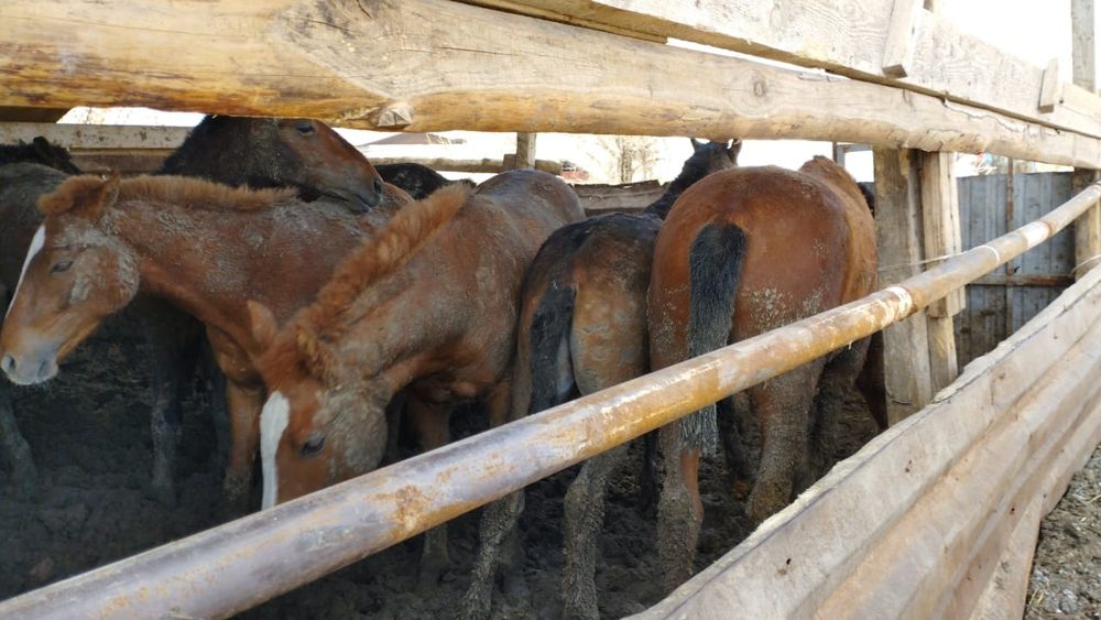 Сосновый Бордағы жезөкшелер