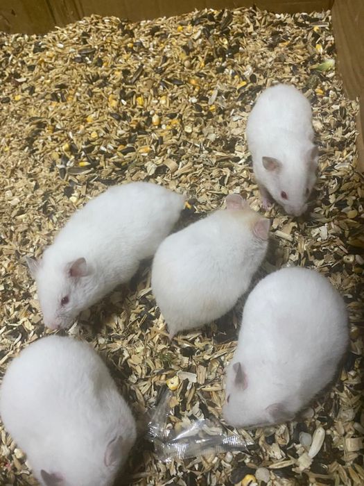 Сирийские хомяки