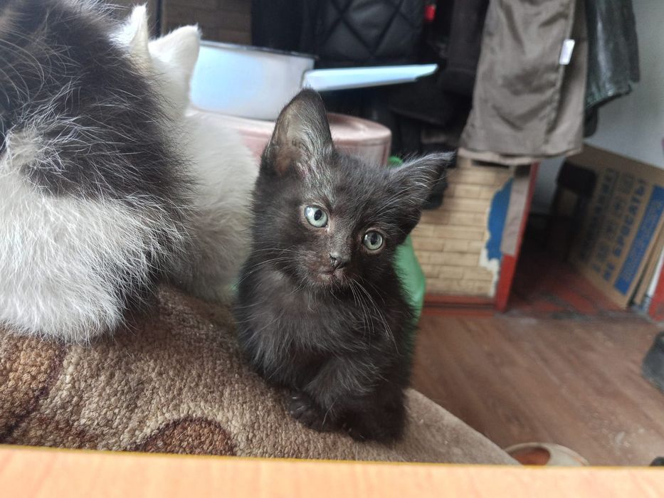 Отдам котят в добрые руки