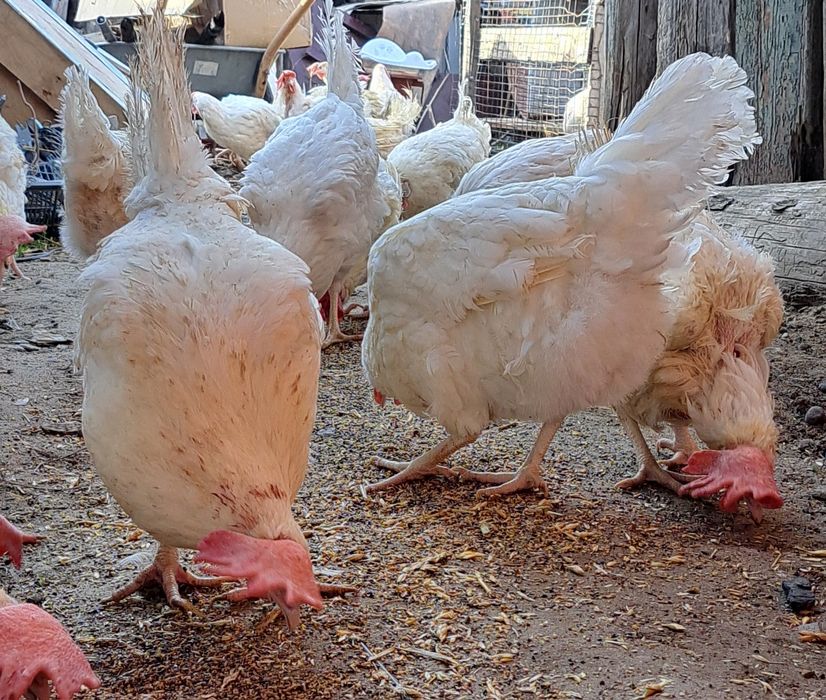 Куры несушки в Наличии ДОСТАВКА