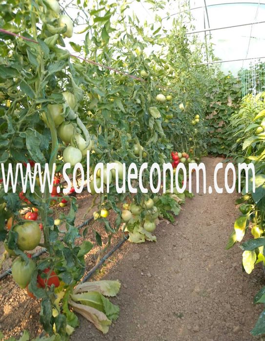 Investește într-un solar(sera) de gradina realizat din materiale bune