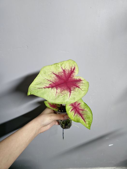 Каладиумы сортовые