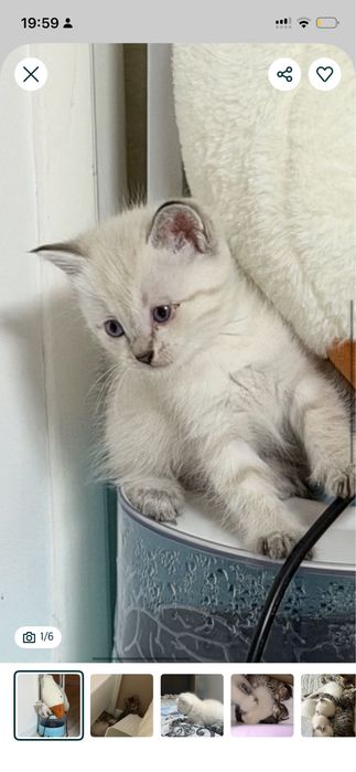 Кошки приученые-девочки