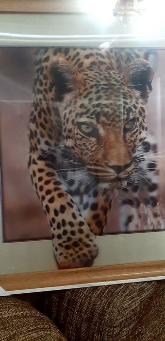 Новая картина 5д леопард