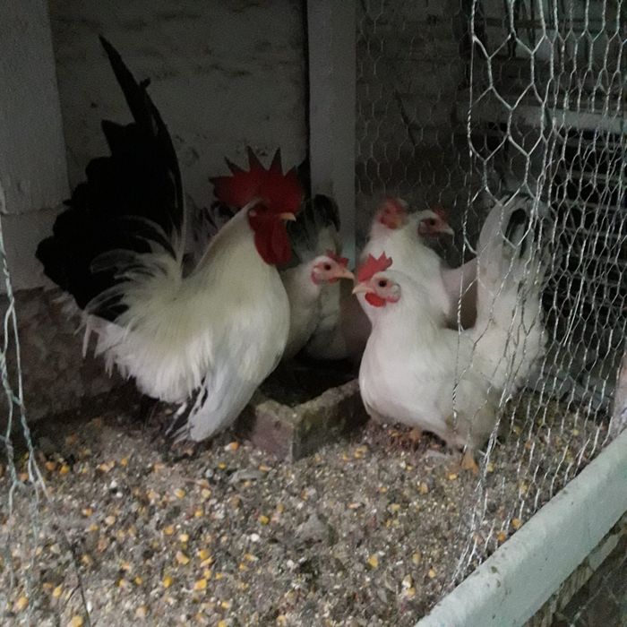 Vand gaini pitice CHABO