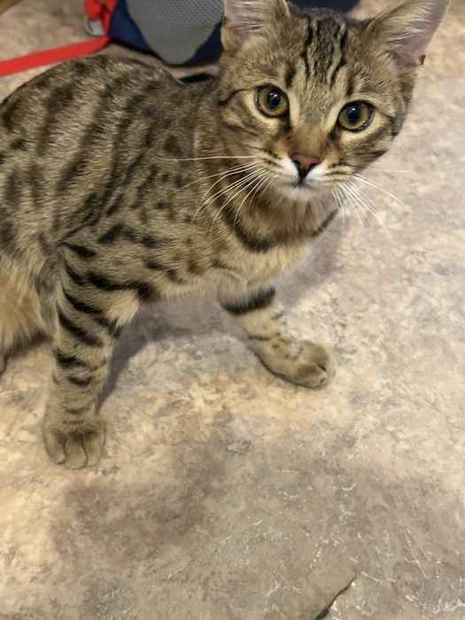 Бенгал котенок (4 месяца)