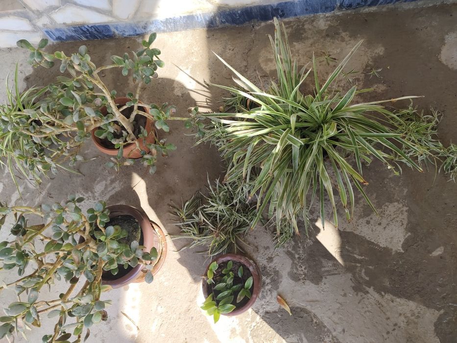 Tuvak gullar manzarali gul