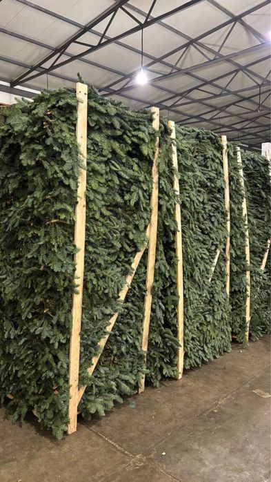 Ветки Пихты,живая елка,живая сосна,новогодняя елка