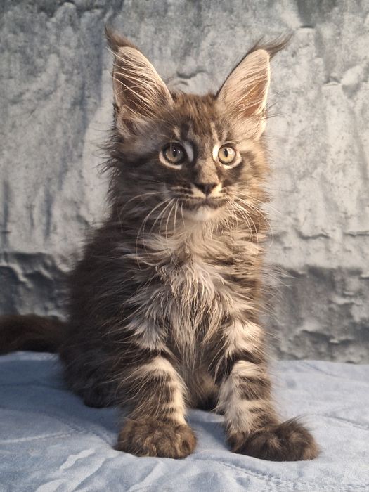 Котята из питомника