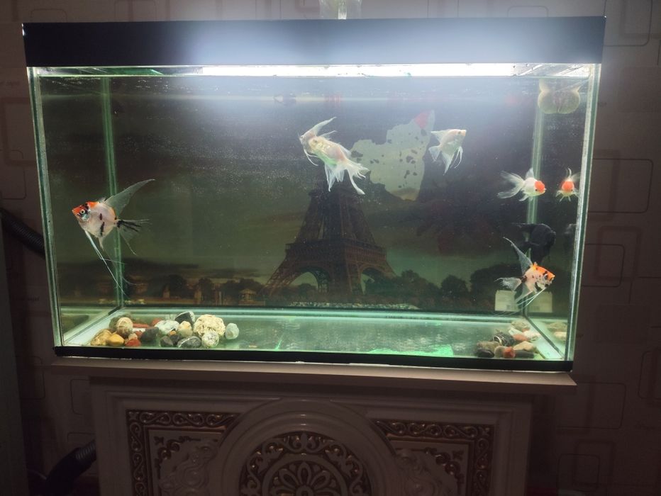 Продаю аквариум с рыбками