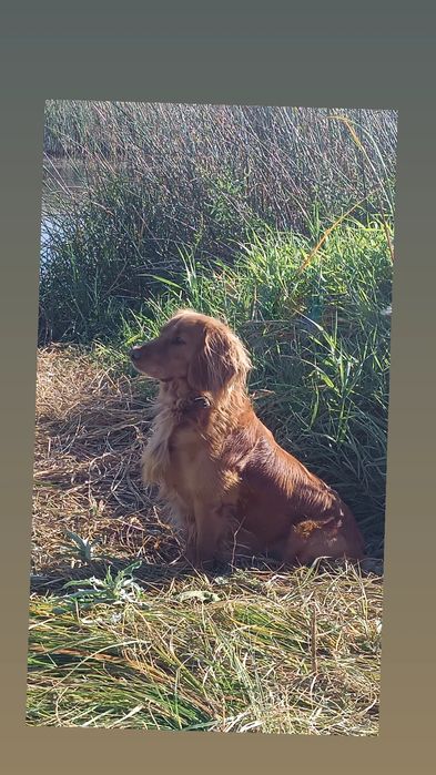 Русский спаниель вязка