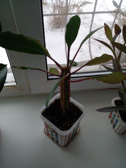 Комнатные растения - цветы