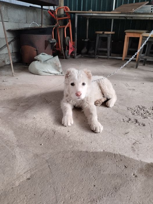 СРОЧНО ПРОДАМ Сао ұрғашы девочка 3 жарым аи Алматы облс